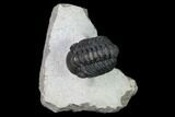 Austerops Trilobite - Nice Eye Facets #138958-1
